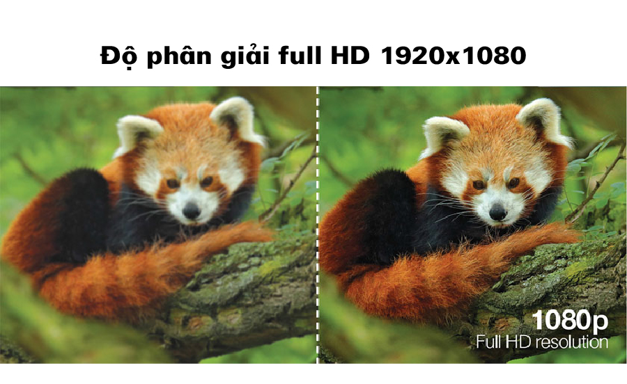 CO-FH02-do phan giai